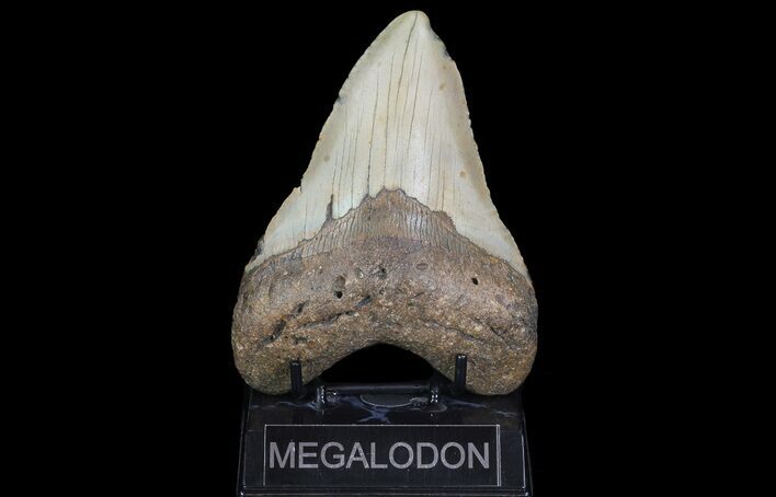 Bargain, Megalodon Tooth - North Carolina #67328